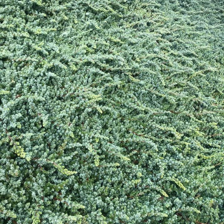 Juniperus taxifolia Lutchuensis 1