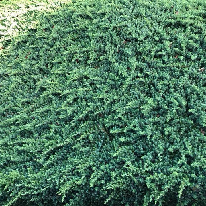 Juniperus taxifolia Lutchuensis 2