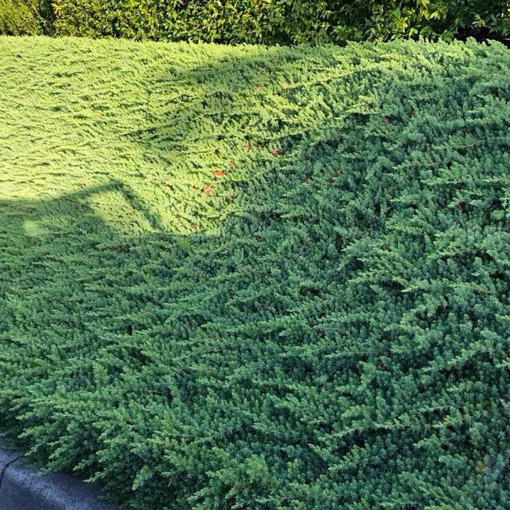 Juniperus taxifolia Lutchuensis 3