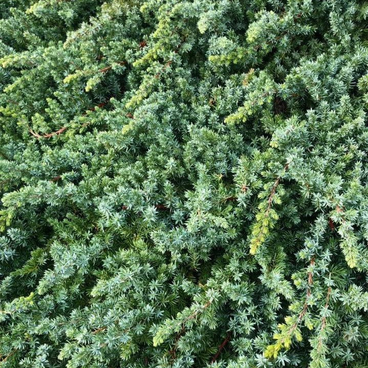 Juniperus taxifolia Lutchuensis 4