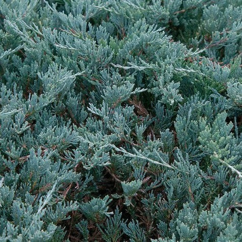 Juniperus wiltonii Glauca 1