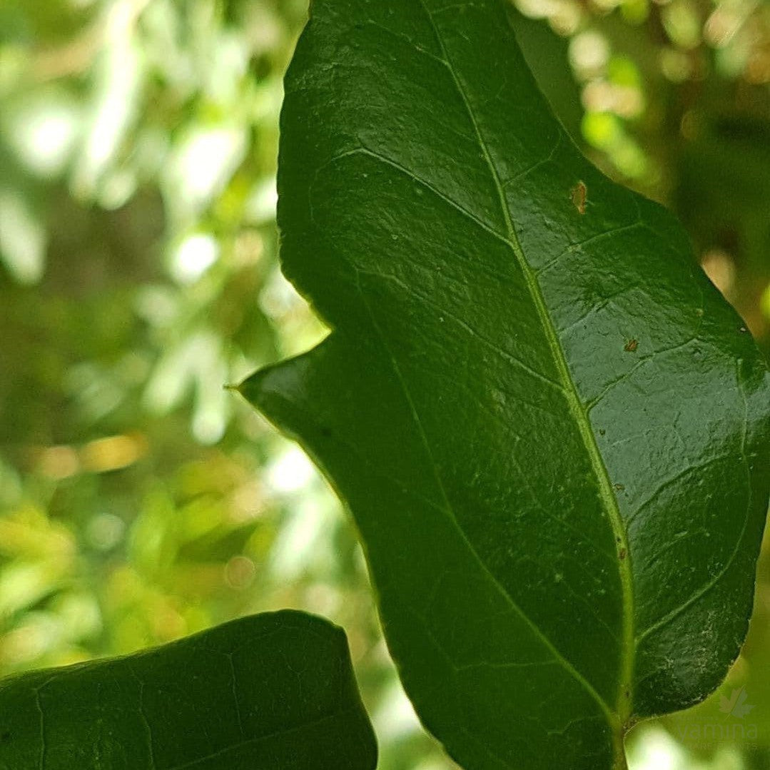 Lardizabala biternata 1