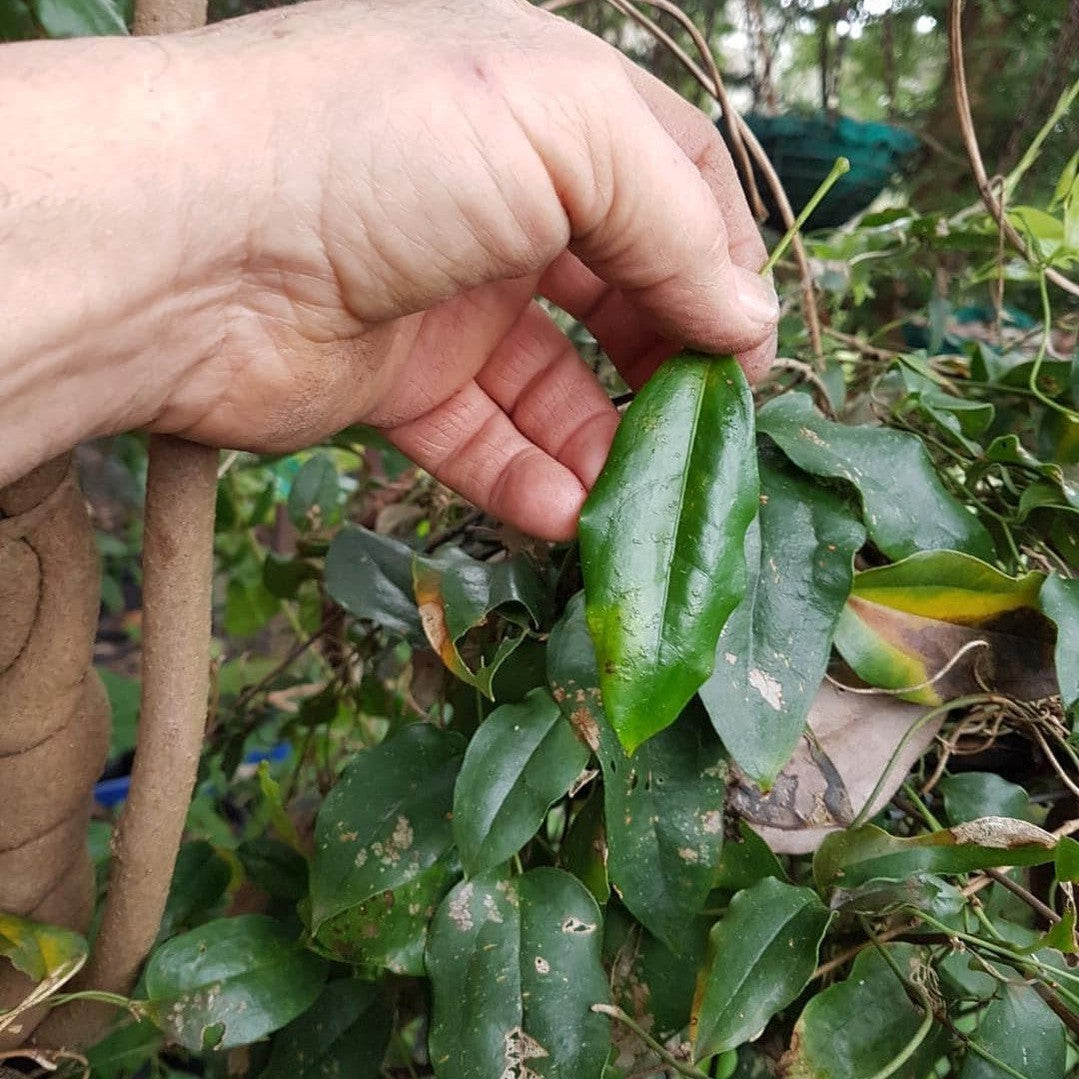 Lardizabala biternata 2