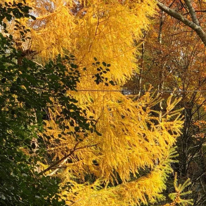 Larix kaempferi 3