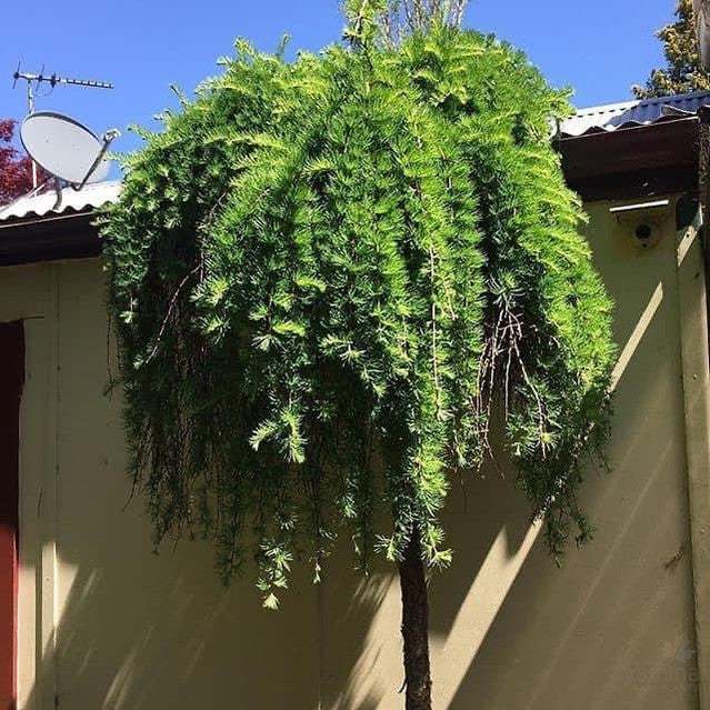 Larix kaempferi Julians Weeper 1