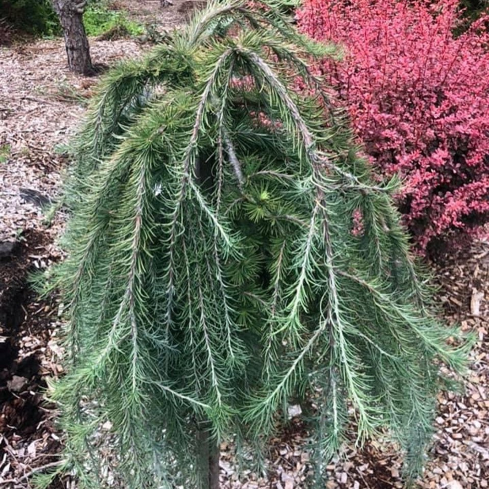 Larix kaempferi Julians Weeper 2