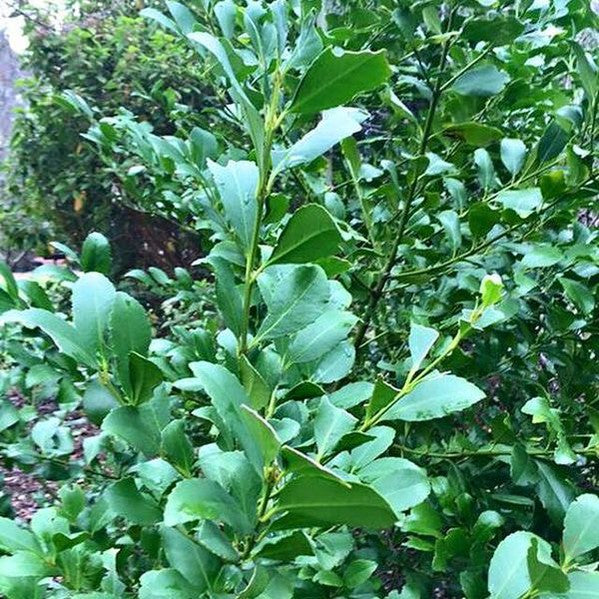 Laurelia sempervirens 1