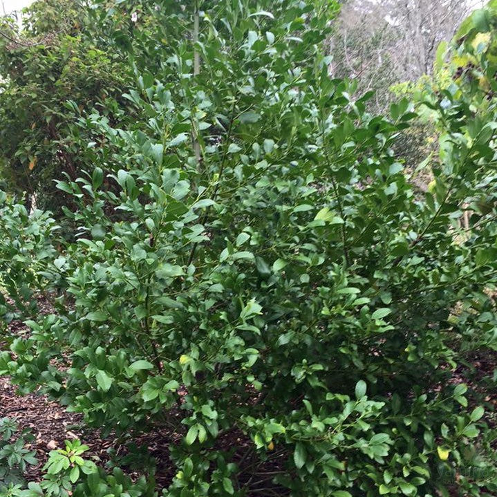 Laurelia sempervirens 2