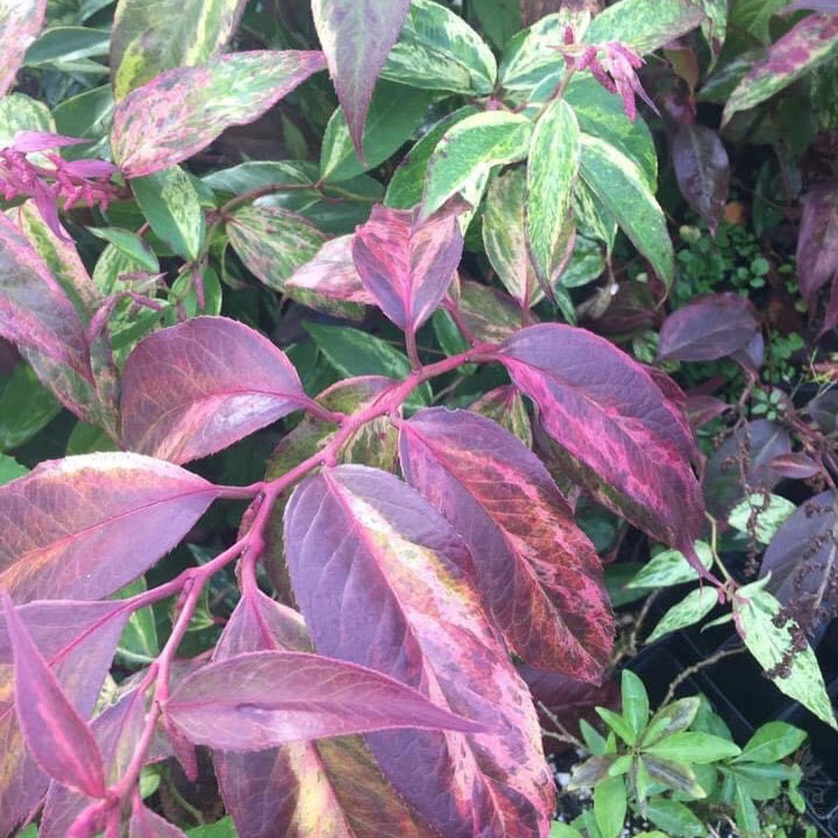 Leucothoe fontanesiana Rainbow 2