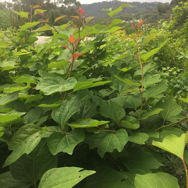 Lindera obtusiloba (Japanese Spicebush) 4
