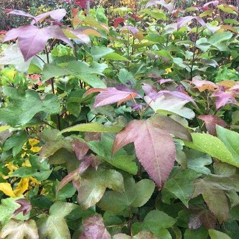 Liquidambar formosana Evergreen 2