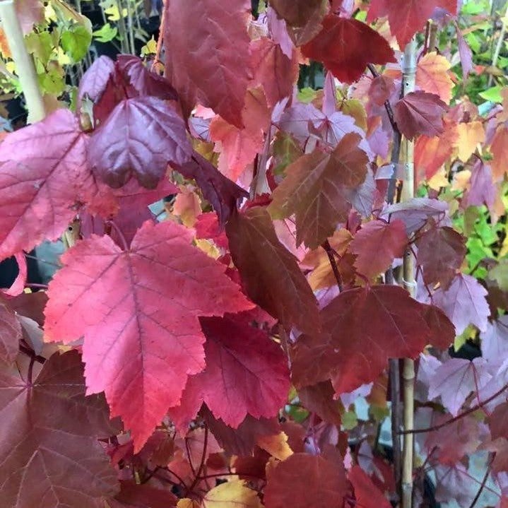 Liquidambar styraciflua Burgundy 1