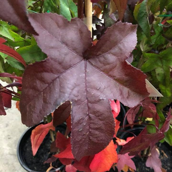 Liquidambar styraciflua Burgundy 2