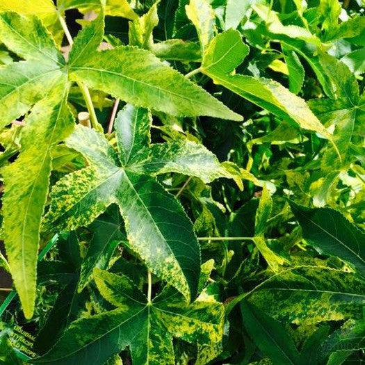 Liquidambar styraciflua Gold Drops 1