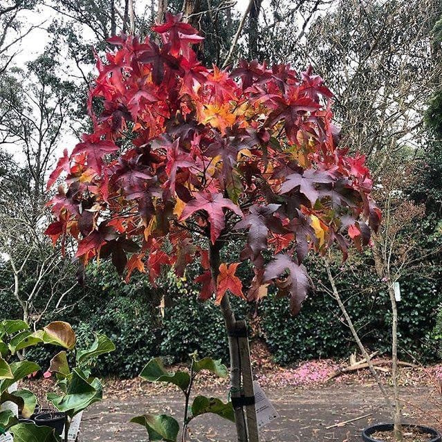 Liquidambar styraciflua Gumball 2