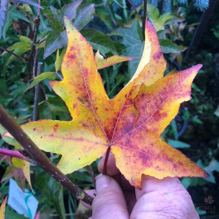 Liquidambar styraciflua Parasol 1