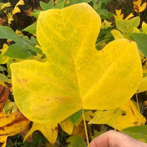 Liriodendron tulipifera 1