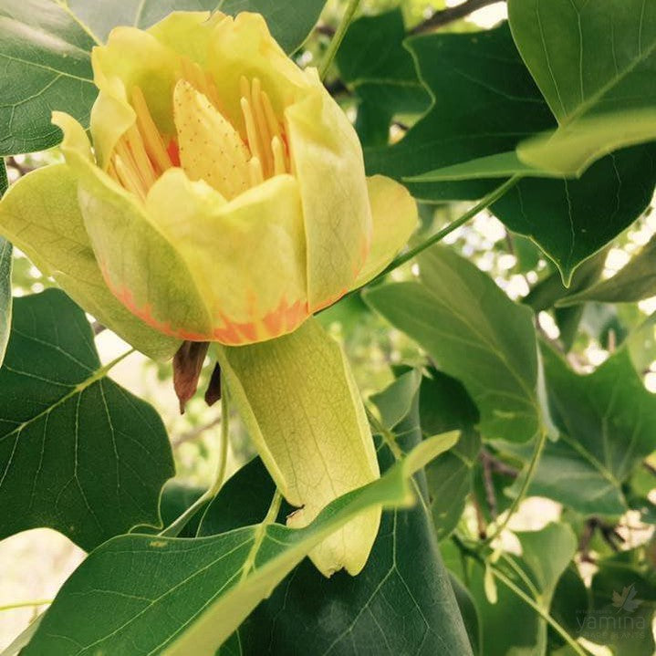 Liriodendron tulipifera 2