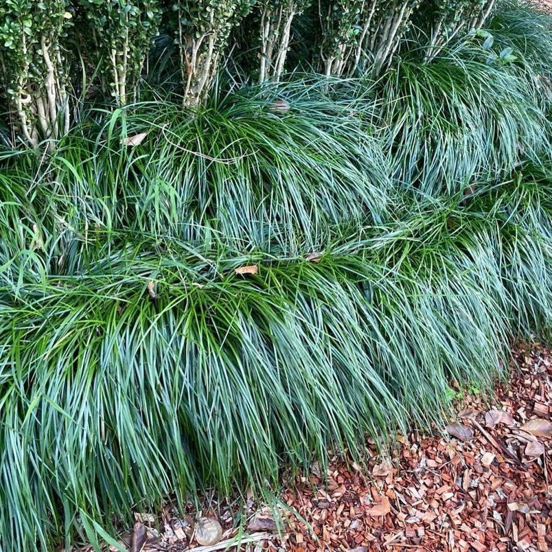 Liriope muscari Emerald Cascade 1