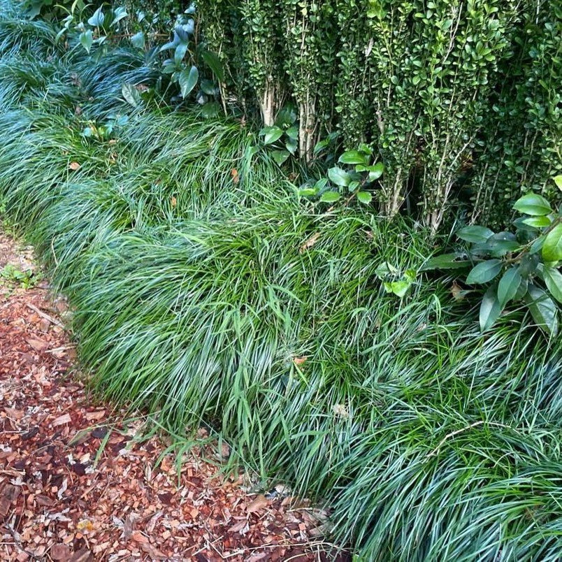 Liriope muscari Emerald Cascade 3