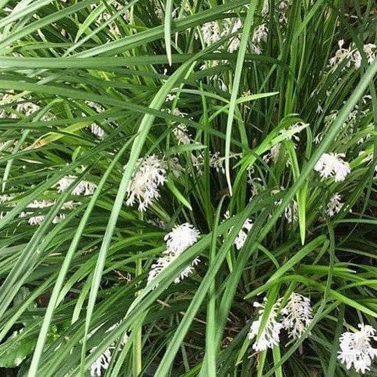 Liriope muscari Emerald Cascade 4