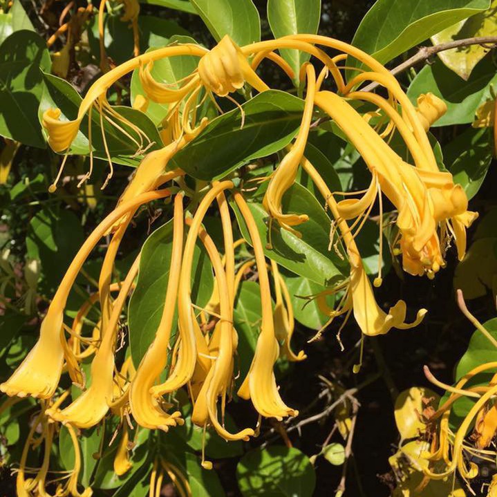 Lonicera hildebrantiana 1