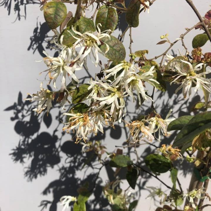 Loropetalum chinense Bicolour 1