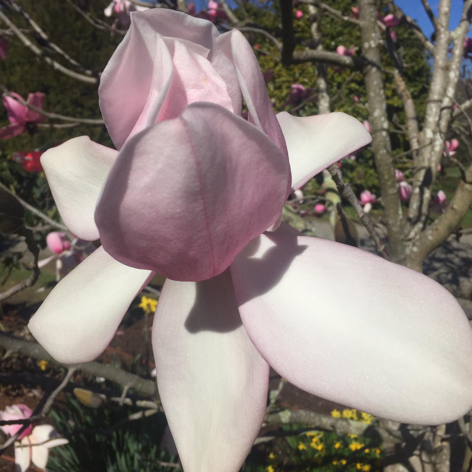 Magnolia campbellii (Pink) 2