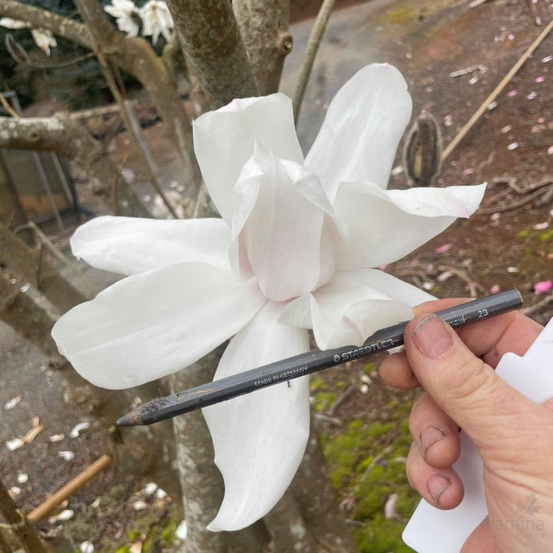 Magnolia campbellii Strybing White 4