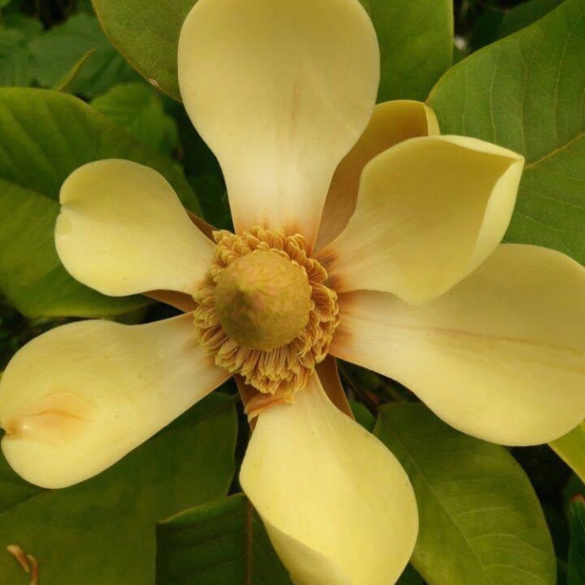 Magnolia delavayi 1