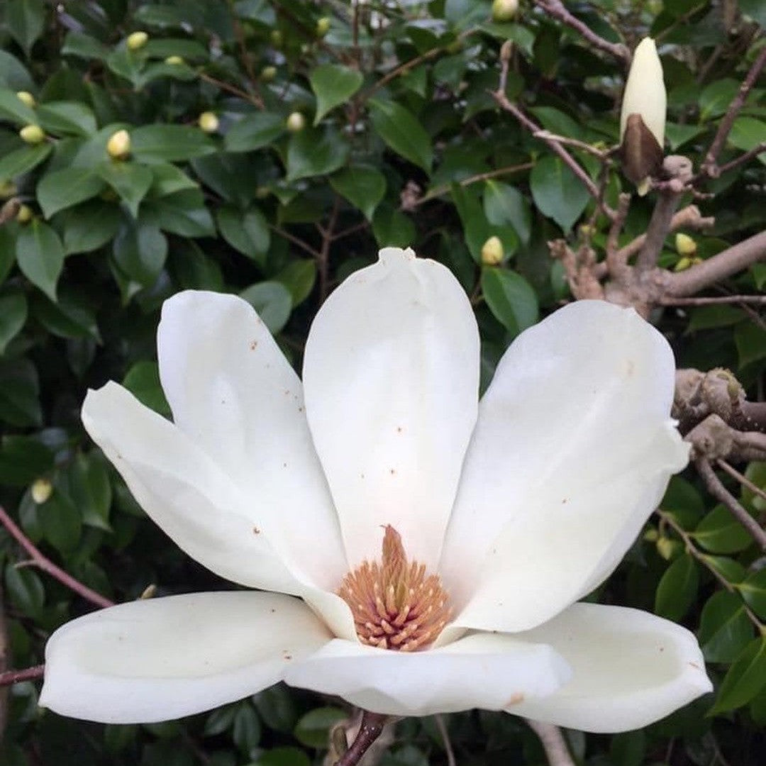 Magnolia denudata (graft) 2