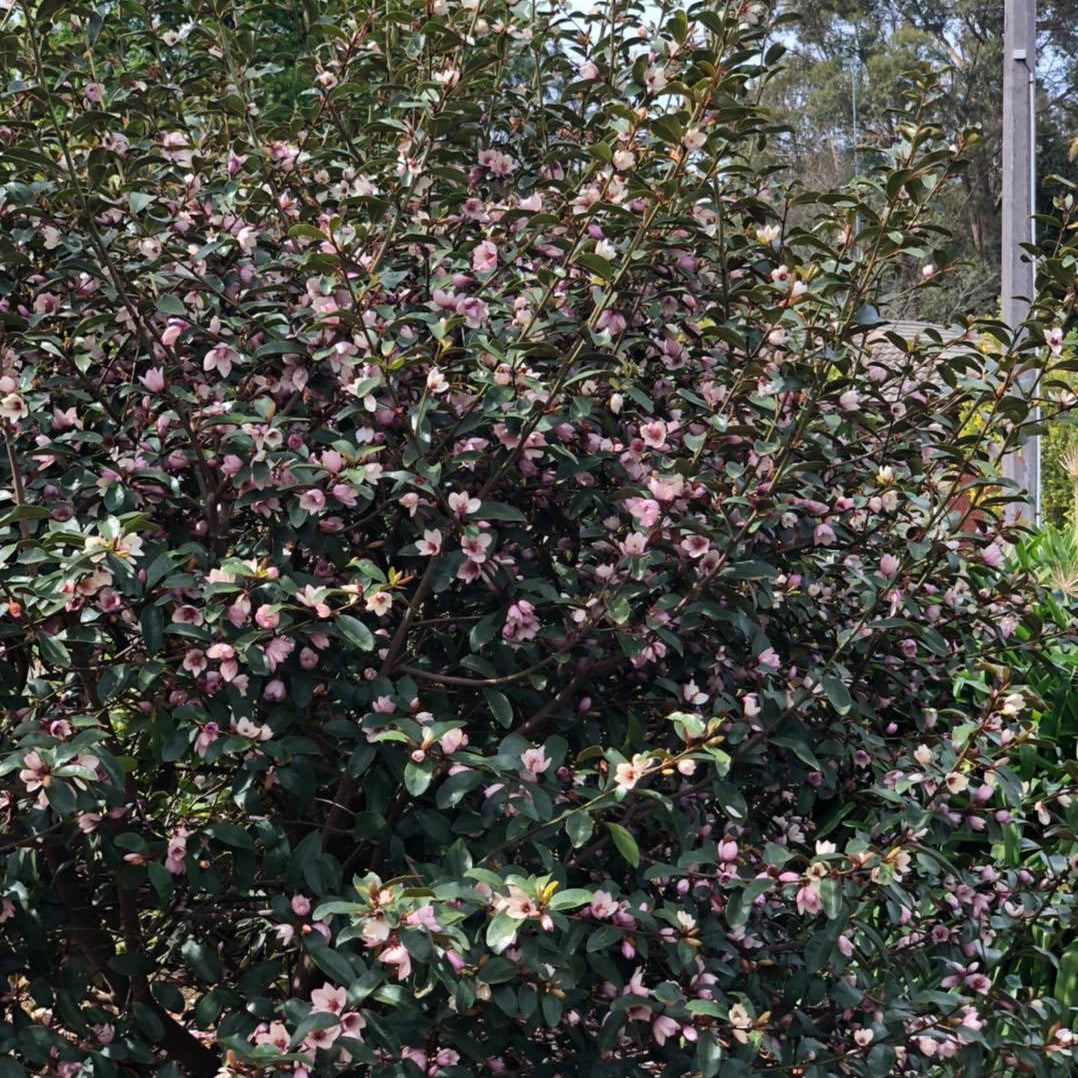 Magnolia doltsopa x figo Pink Pearl 1