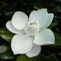 Magnolia grandiflora Coolwyn Gloss