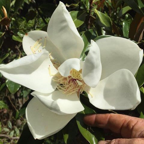 Magnolia grandiflora Little Gem 1