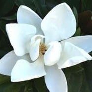 Magnolia grandiflora Sweet Carolina