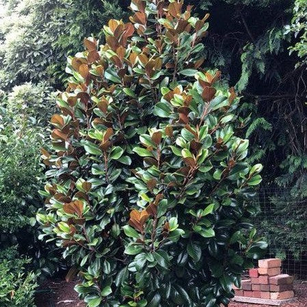 Magnolia grandiflora Teddy Bear 1