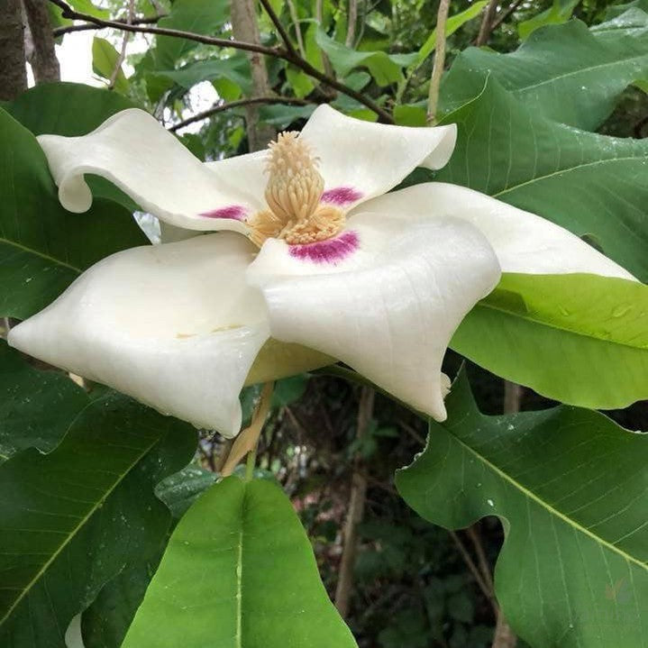 Magnolia macrophylla subsp ashei 3