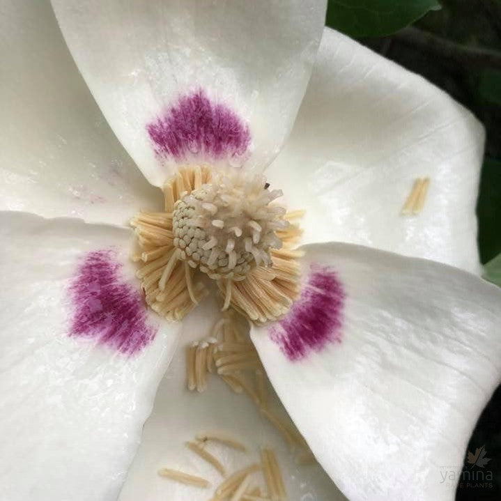 Magnolia macrophylla subsp ashei 4