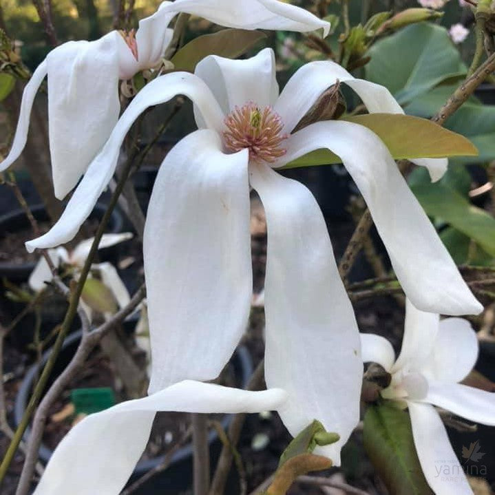 Magnolia salicifolia 1