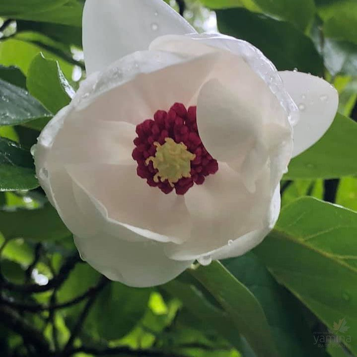 Magnolia sieboldii 4