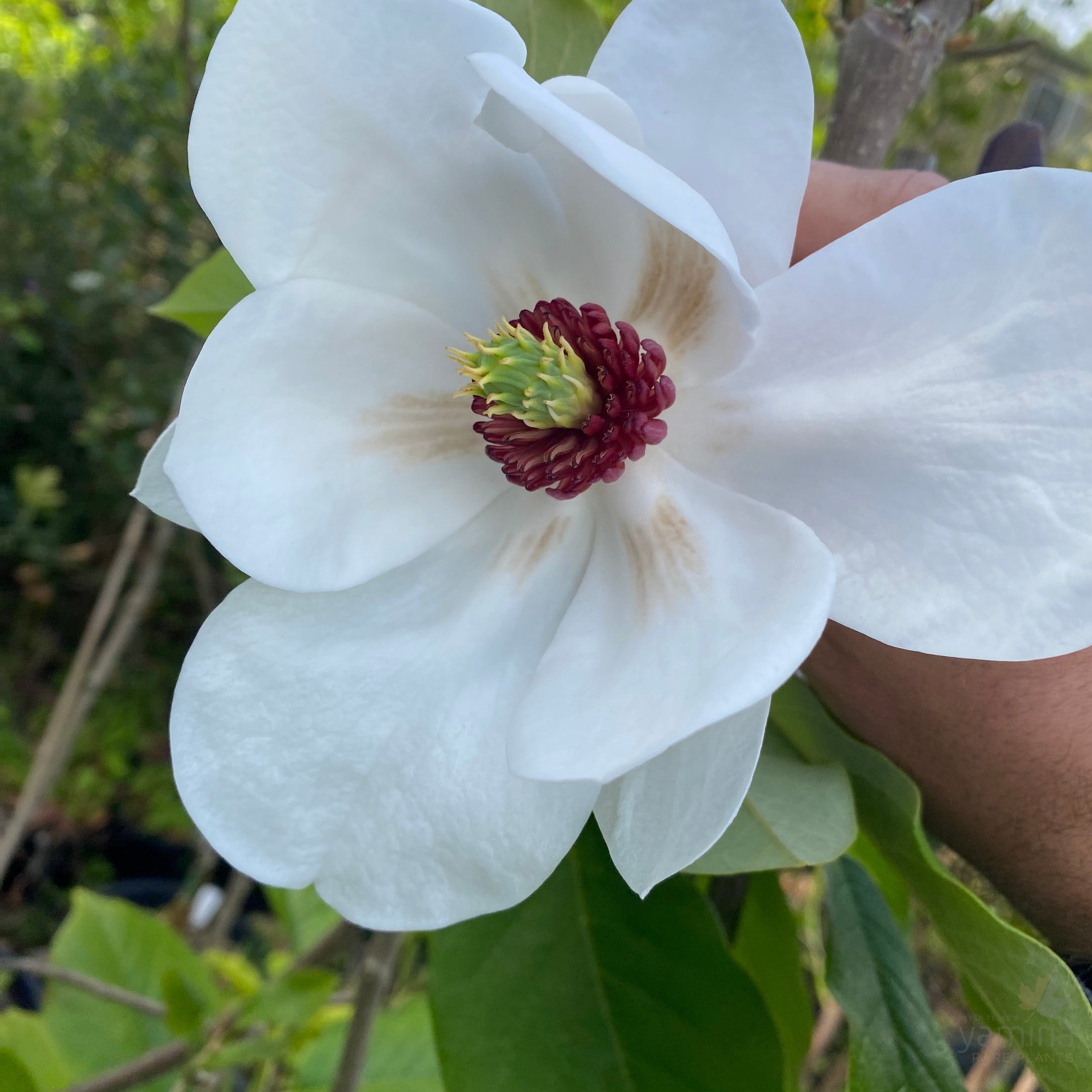 Magnolia sieboldii Polyploid-2