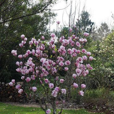 Magnolia soulangeana San Jose 1