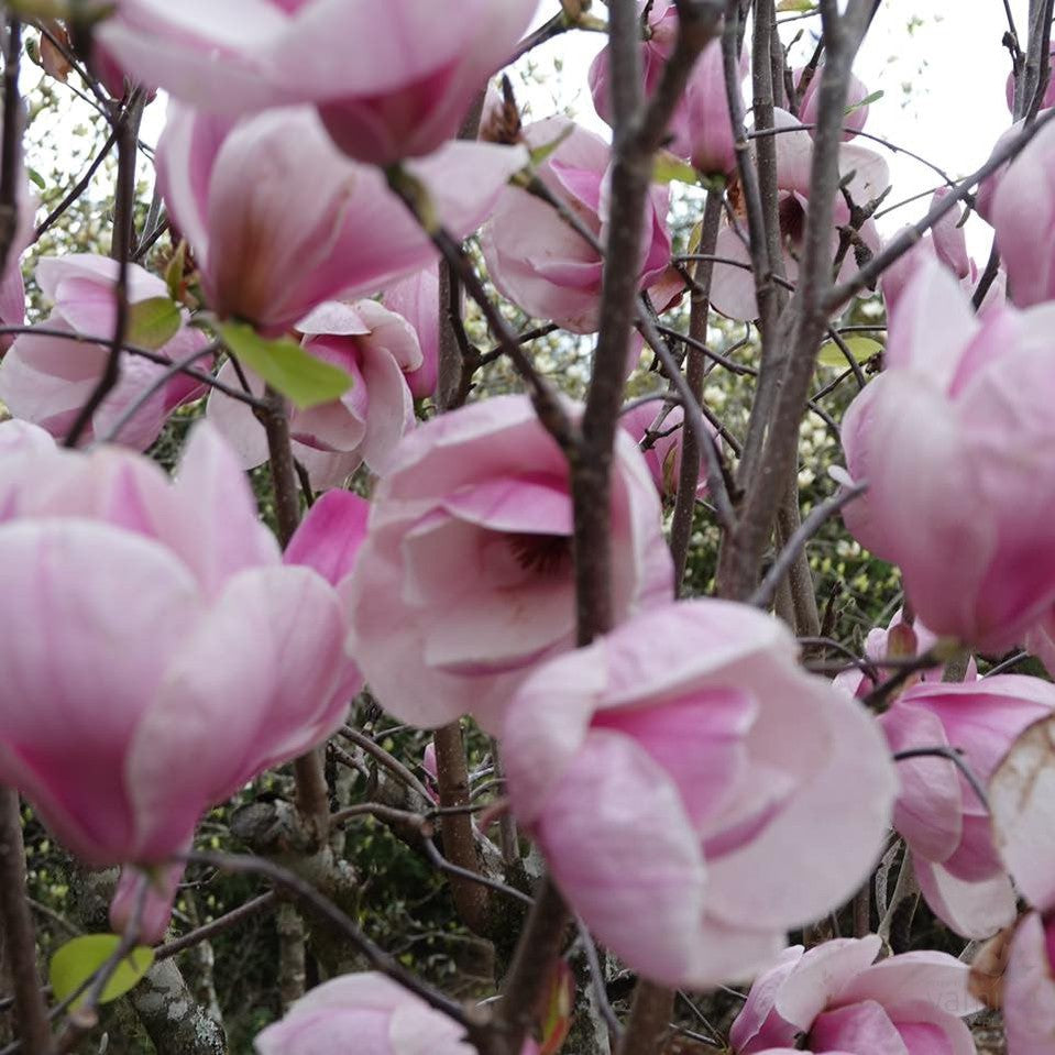 Magnolia soulangeana San Jose 2