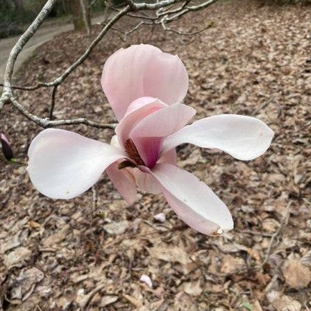 Magnolia sprengerii Diva Lyrebird Form