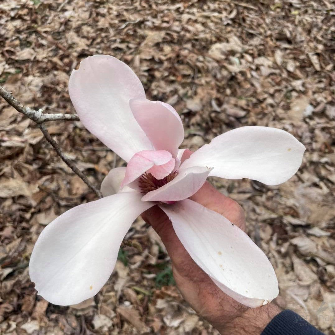 Magnolia sprengerii Diva Lyrebird Form 4