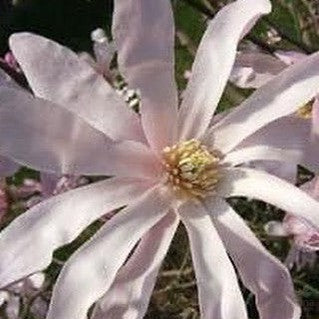 Magnolia stellata Rosea 1