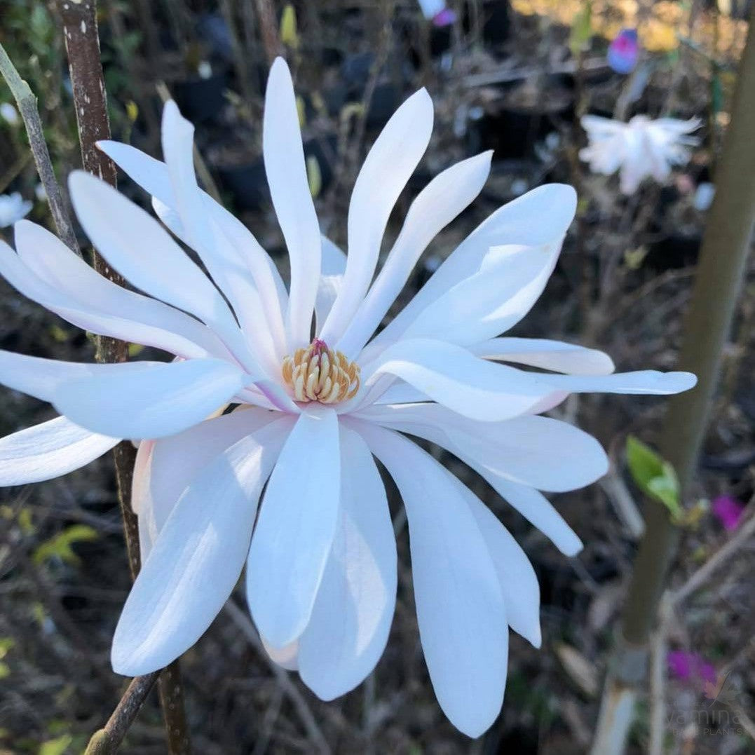 Magnolia stellata Royal Star 1