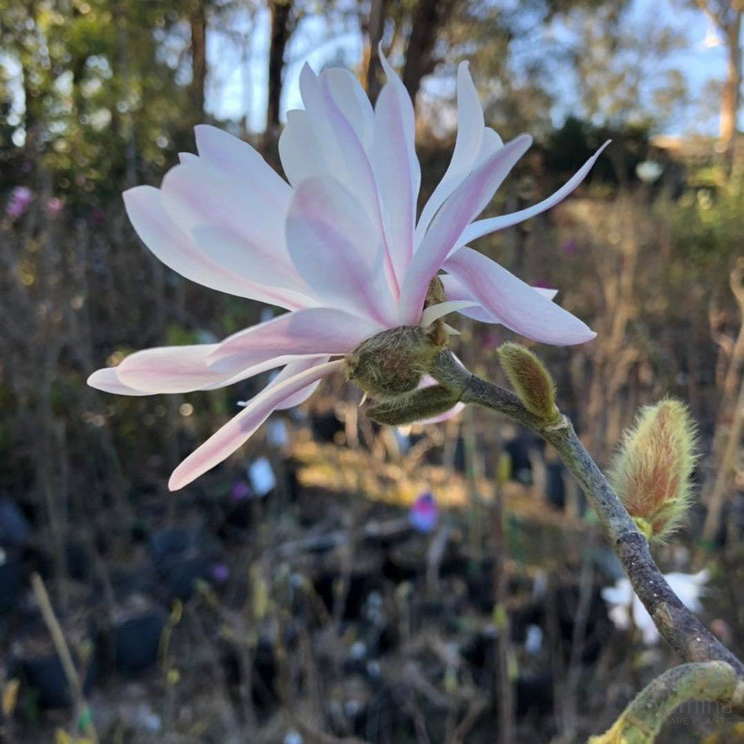 Magnolia stellata Royal Star 2