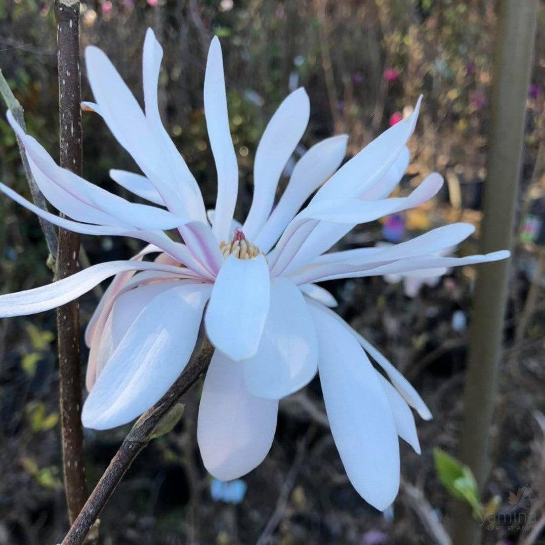 Magnolia stellata Royal Star 3