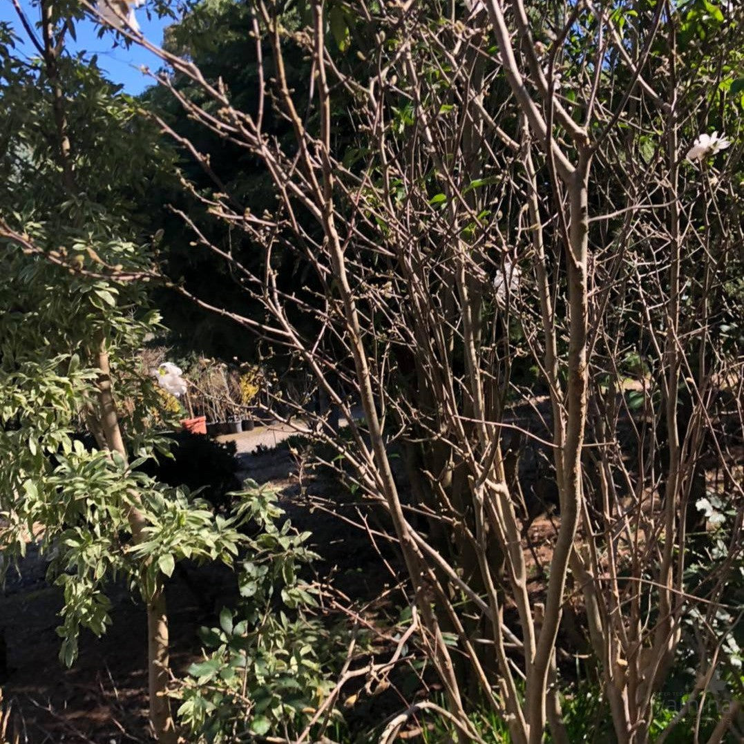 Magnolia stellata Royal Star 4